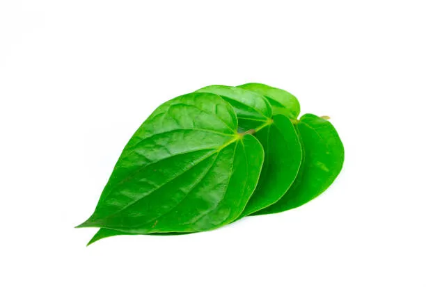 Betel Leaf (Paan Leaf)